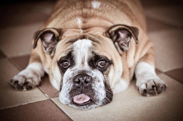 Dog-Friendly Restaurants Scottsdale With Spacious Patios for Your Pup